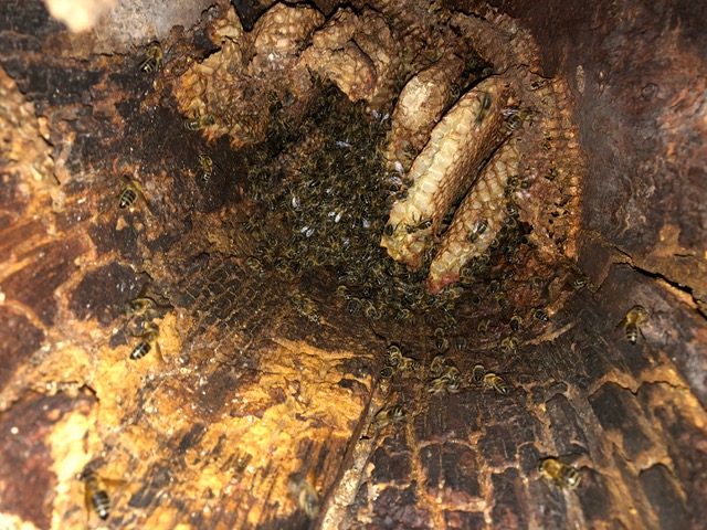 Inside a natural tree bee hive